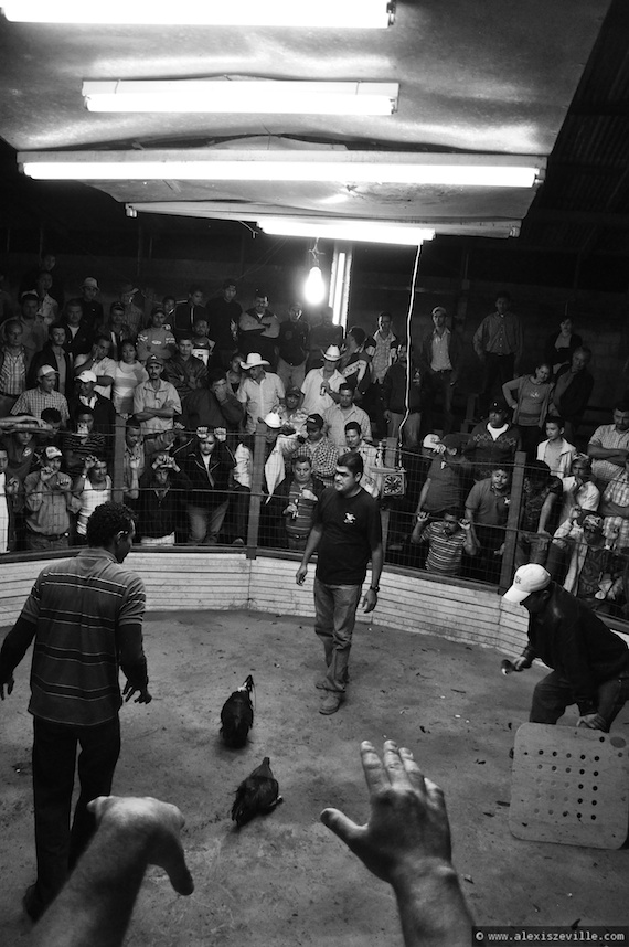  -Cock fight-