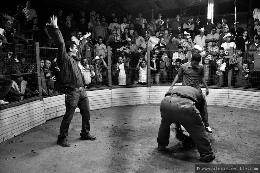 -Cock fight contesta -